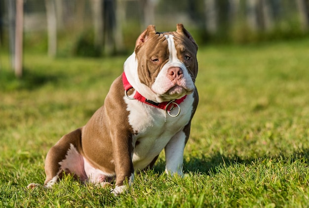 Le chien mâle bully américain de couleur chocolat est sur l'herbe verte