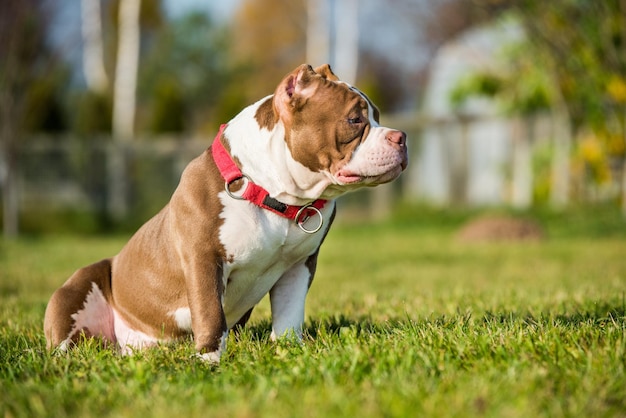 Le chien mâle bully américain de couleur chocolat est sur l'herbe verte