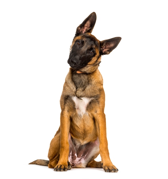 Chien malinois assis sur fond blanc