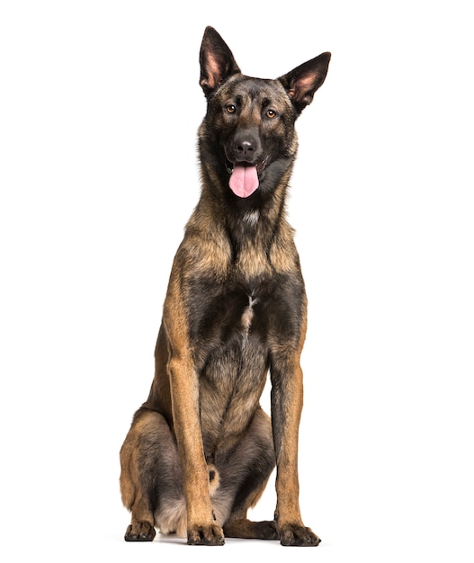 Chien malinois assis et haletant