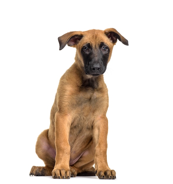 Chien Malinois assis