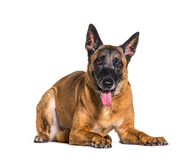 Chien malinois couché isolé sur blanc