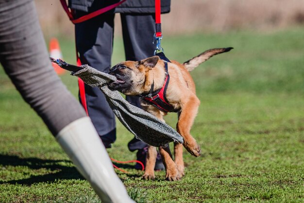 Chien malinois de travail. Chien de berger belge. Policier, chien de garde