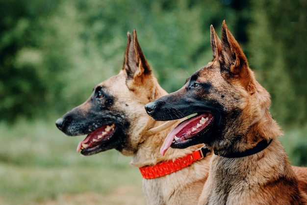 Chien malinois de travail. Chien de berger belge. Policier, chien de garde