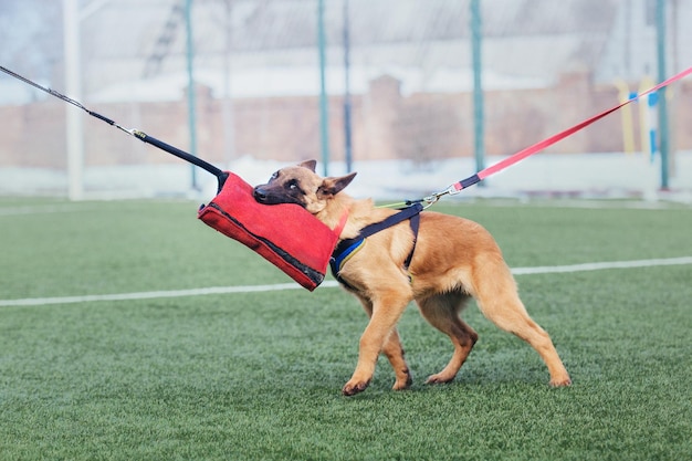 Photo chien malinois de travail. chien de berger belge. policier, chien de garde