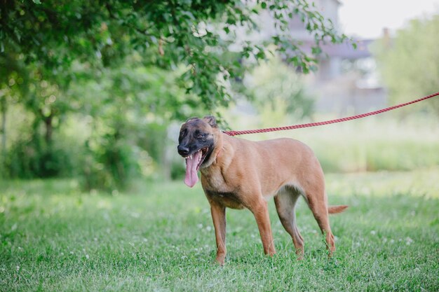 Chien malinois de travail. Chien de berger belge. Policier, chien de garde