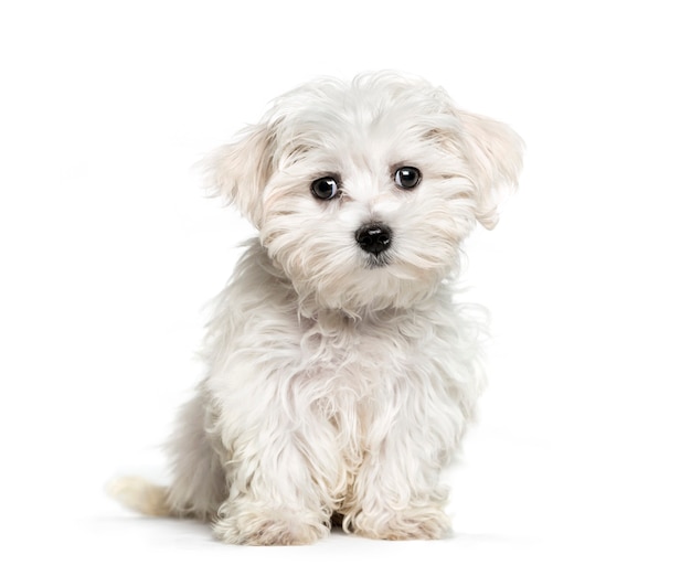 Chien maltais, 3 mois, in front of white background