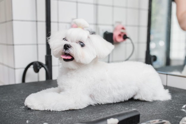 Chien maltais au salon de toilettage photo de haute qualité