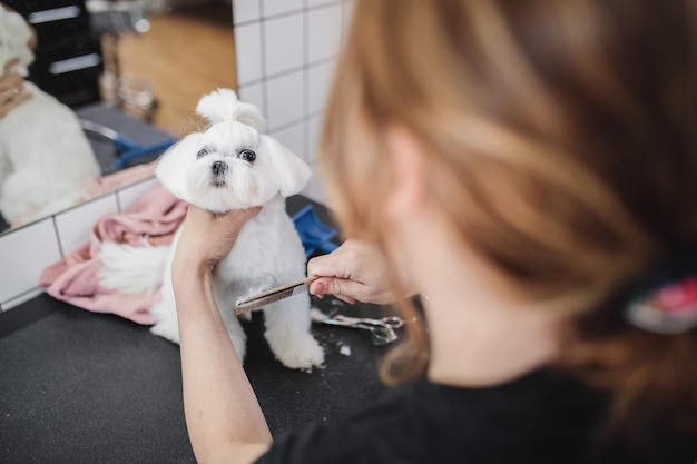 Chien maltais au salon de toilettage photo de haute qualité