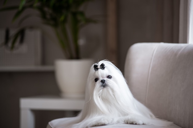 Un chien maltais blanc dans un bel intérieur. Superbe toilettage.