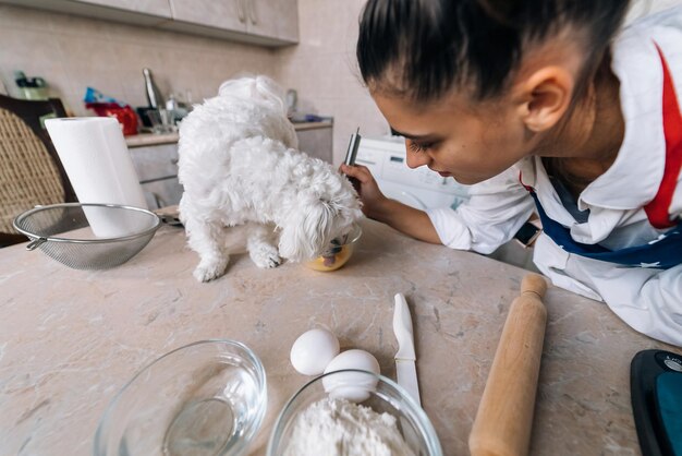 Chien maltais blanc mignon reniflant le repas sur la table