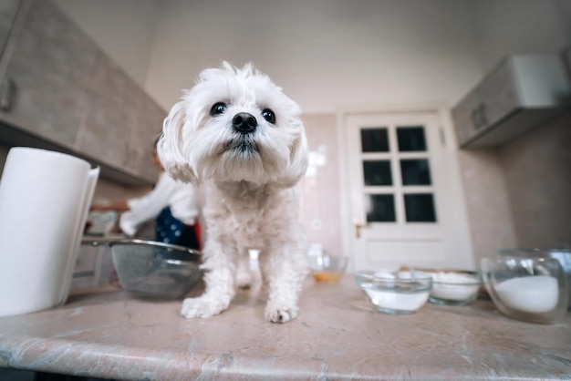 Le chien maltais blanc mignon se tient sur la table