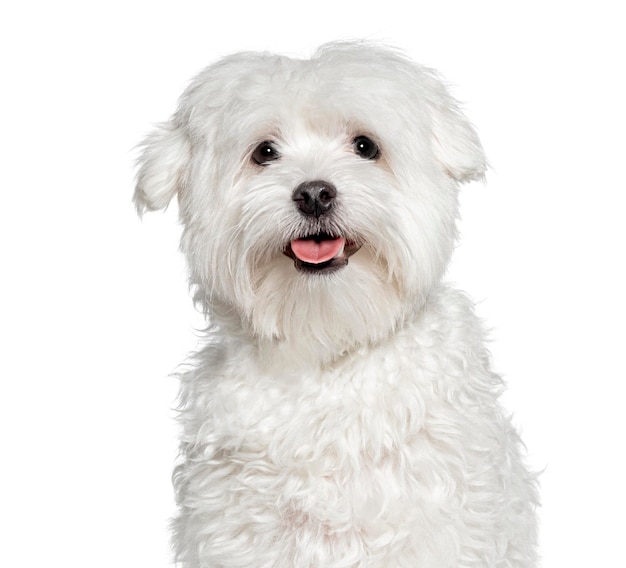 Le chien maltais haletant et regardant la caméra isolé sur blanc