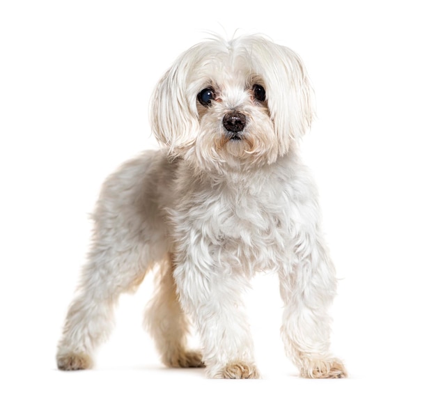 Chien maltais isolé sur blanc