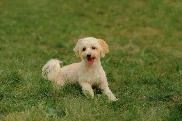 Photo le chien maltais se trouve sur l'herbe dans le parc