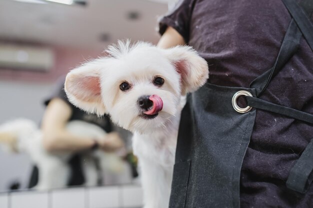 Chien maltais toilettage chien coupe de cheveux aidant les animaux photo de haute qualité