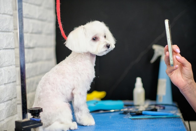 Chien maltais tout en prenant des photos sur la table