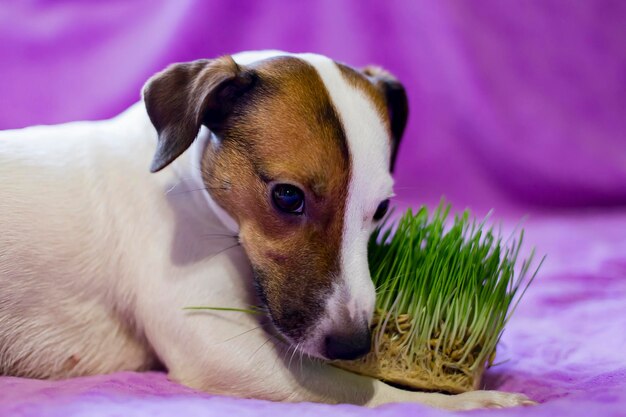 Le chien mange l'herbe la promotion de la santé