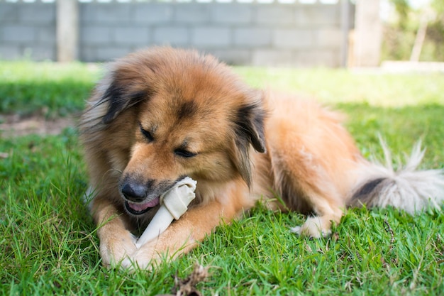 Le chien mange des os sur des os de prairie fabriqués à partir de cuir de vache séché