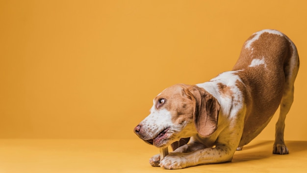 Chien mangeant un os avec espace de copie