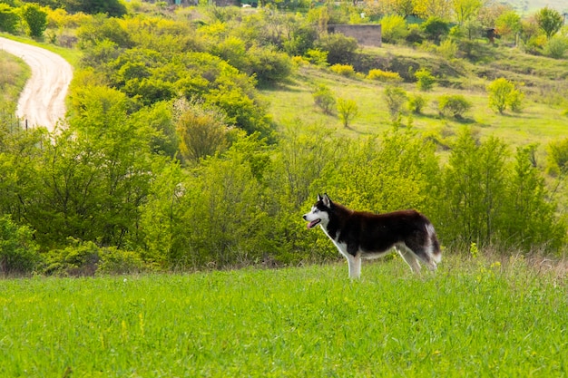 Photo chien marchant dans un champ sauvage