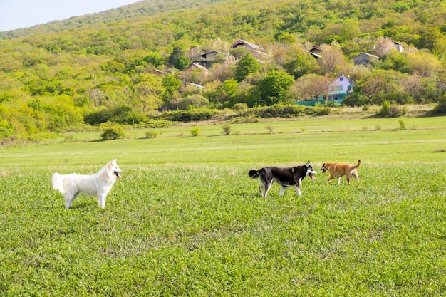 Photo chien marchant dans un champ sauvage