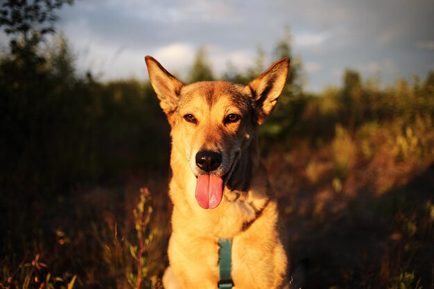 Chien marchant dans l'herbe le soir dans la nature