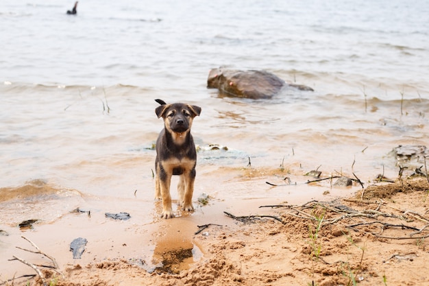 Chien marchant dans la rivière