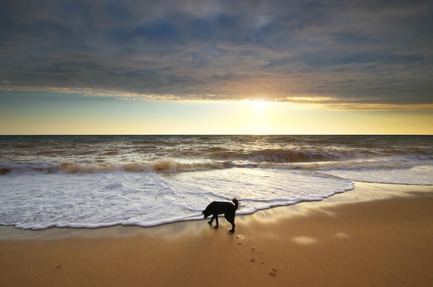 Chien marchant sur la plage au coucher du soleil.