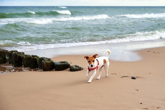 Chien marchant sur la plage de la mer de sable à la journée d'été animal de compagnie courant au bord de la mer