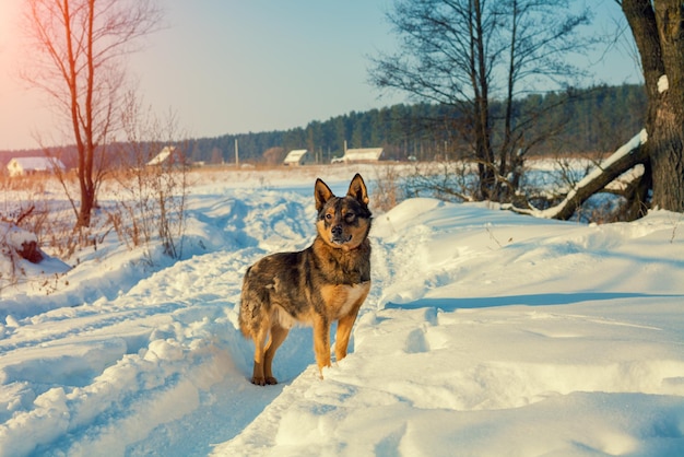 Chien marchant sur la route enneigée