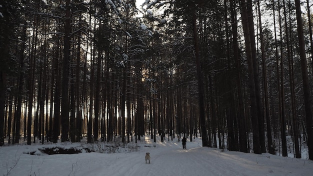 Un chien marche dans la neige dans une forêt.