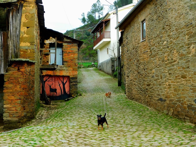 Un chien marche dans une rue