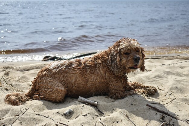 Un chien marche le long de la rivière