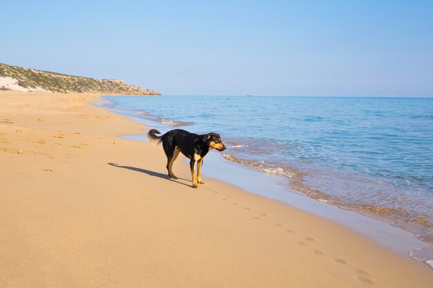 Chien, marche, plage