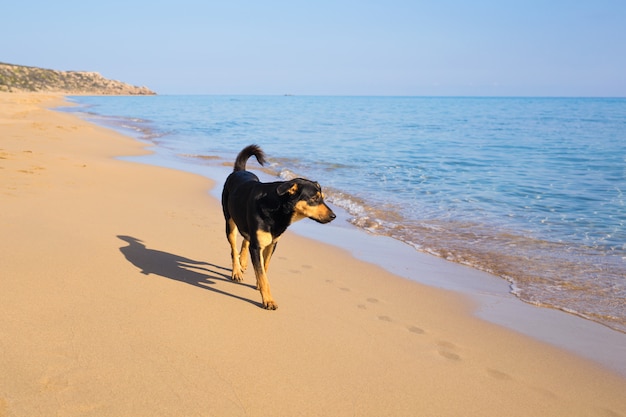 Chien, marche, plage