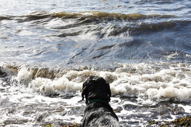 Photo chien en mer