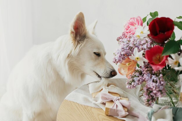 Chien mignon aidant avec une boîte-cadeau à un bouquet élégant et des rubans pastel sur une table en bois dans une chambre rustique moderne Bonne fête des mères Animal de compagnie et vacances Bonne fête des femmes Adorable spitz danois blanc