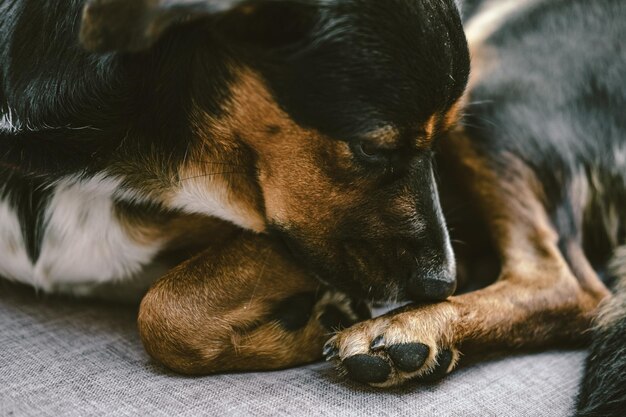 Chien mignon allongé sur un canapé gris au café