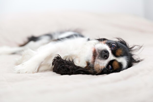 Chien mignon allongé sur le lit et se reposant