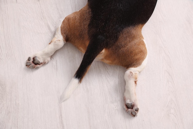 Chien mignon allongé sur un plancher en bois gros plan de pattes