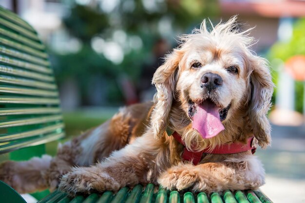 Chien mignon animal de compagnie dans le jardin