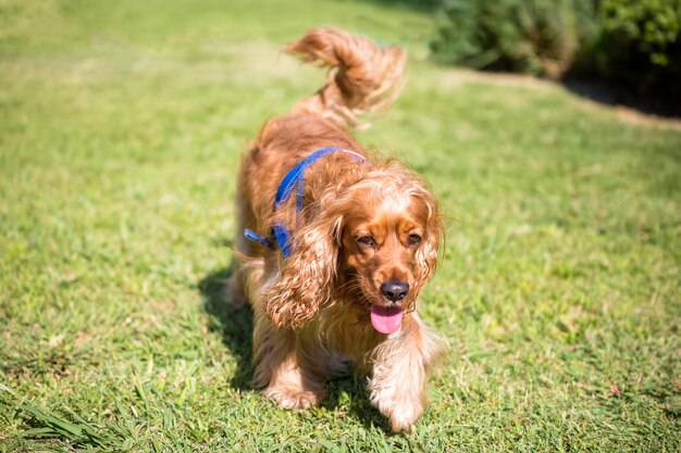 Chien mignon animal de compagnie dans le jardin