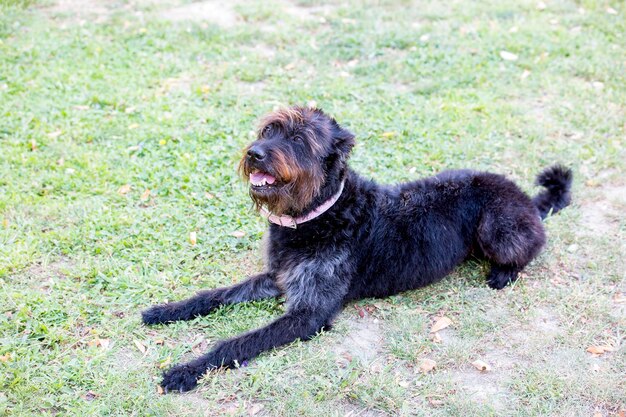 Chien mignon animal de compagnie dans le jardin