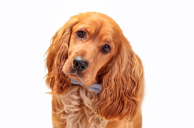 Chien mignon animal de compagnie dans le jardin