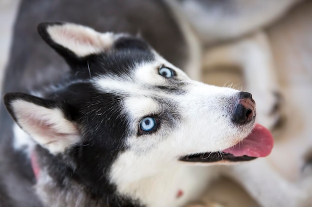 Chien mignon animal de compagnie dans le jardin