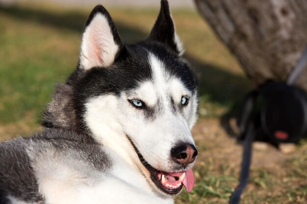 Chien mignon animal de compagnie dans le jardin