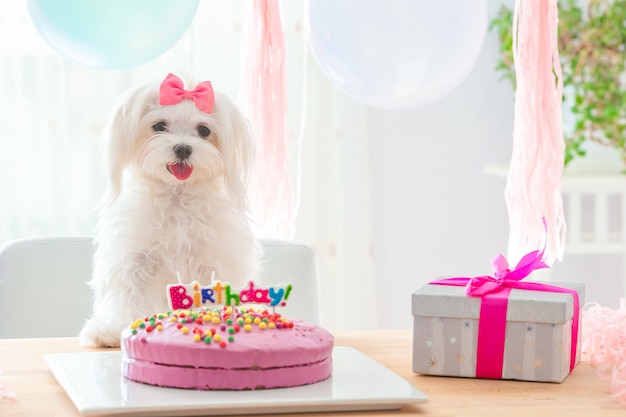 Chien mignon avec un arc et un gâteau d'anniversaire