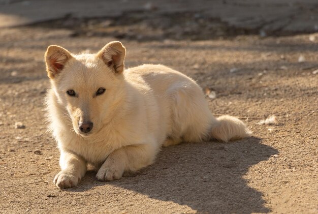 Chien mignon assis au soleil et se repose