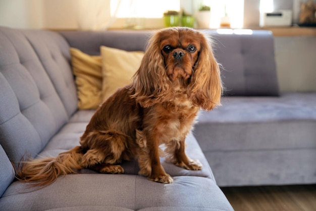 Chien mignon assis sur un canapé gris